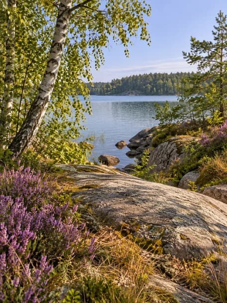 Björkar och blommande ljung på en klipphäll vid en stilla sjö med skogsklädd strand.